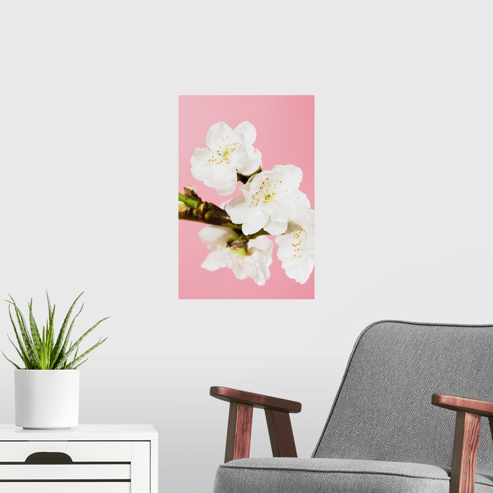 A modern room featuring White Cherry Blossoms