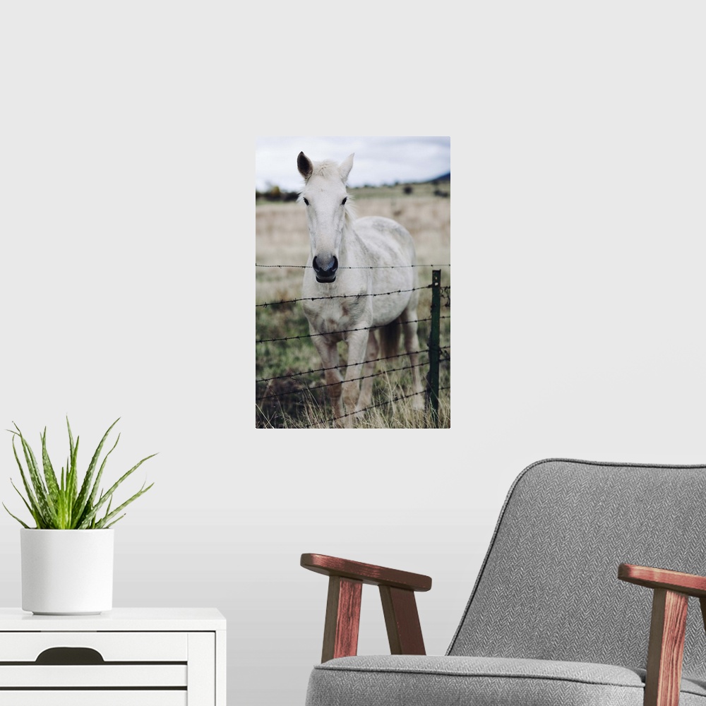 A modern room featuring White horse in field behind metal fence.