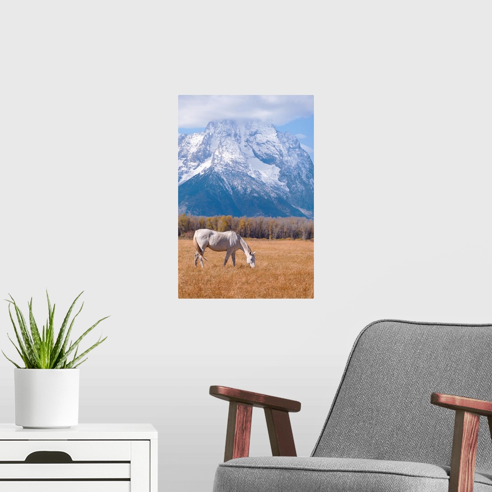 A modern room featuring White horse grazing. Grand Teton National Park, Wyoming, USA.