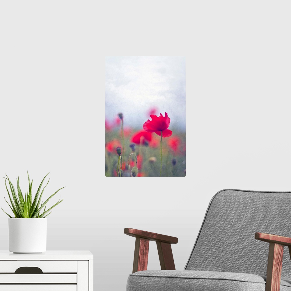 A modern room featuring Wild red poppies with single poppy in focus.