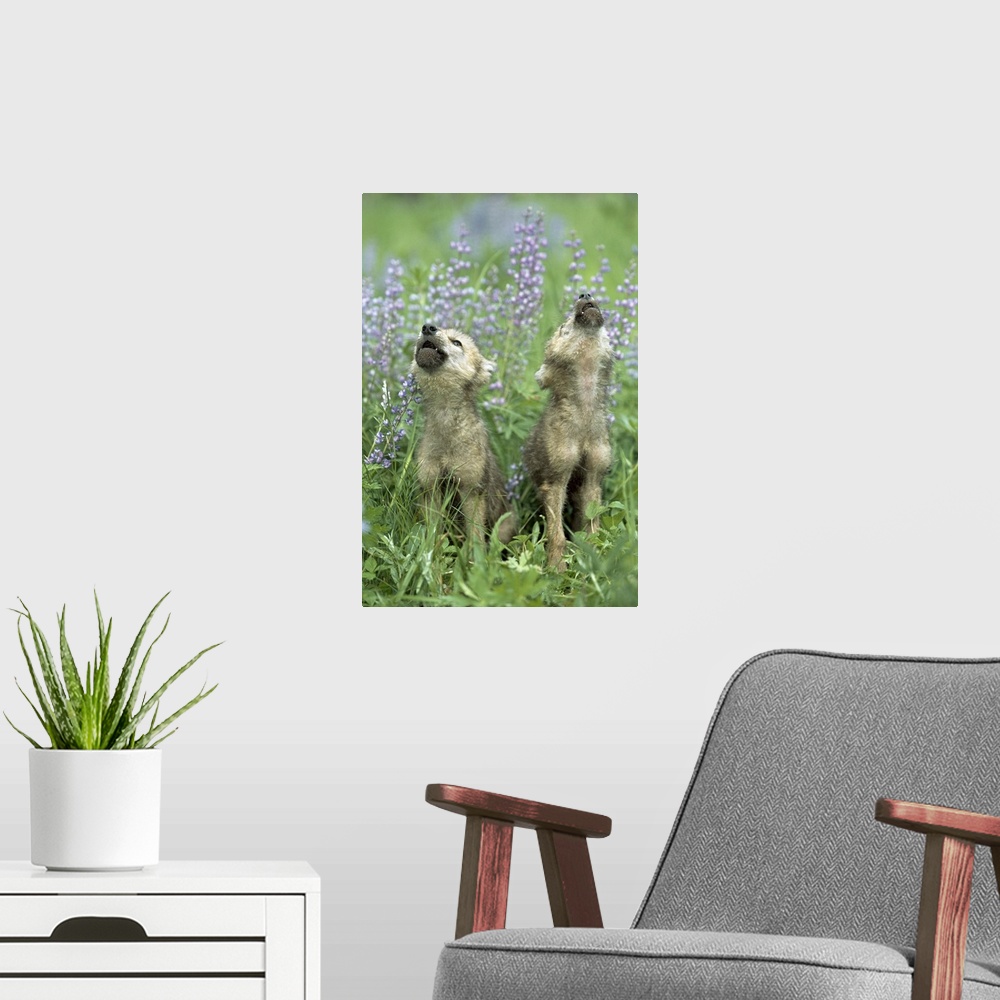 A modern room featuring Wolf Puppies Howling In Meadow