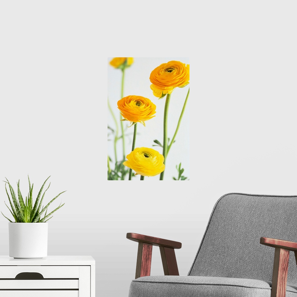A modern room featuring Yellow Ranunculus
