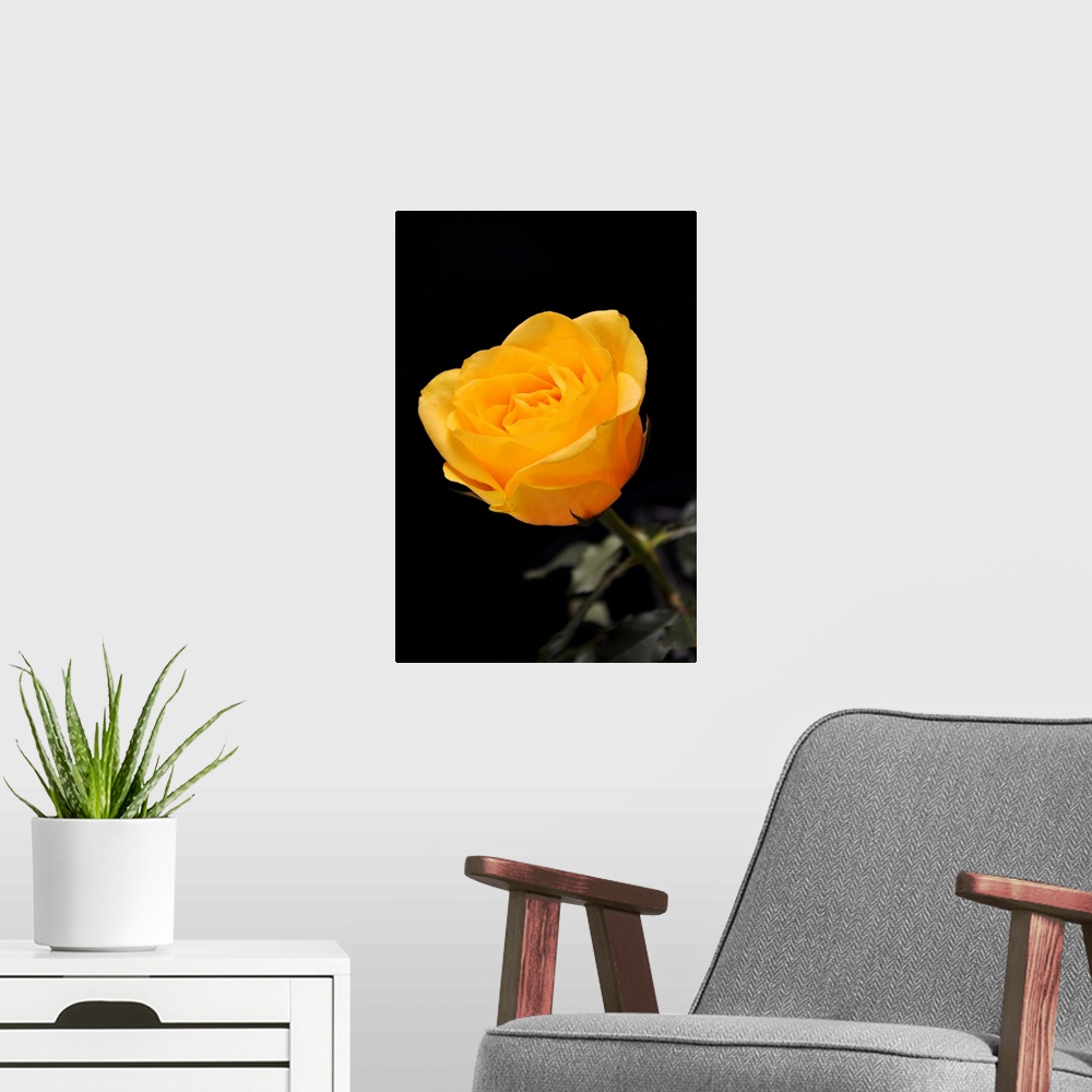 A modern room featuring Yellow rose on black background.