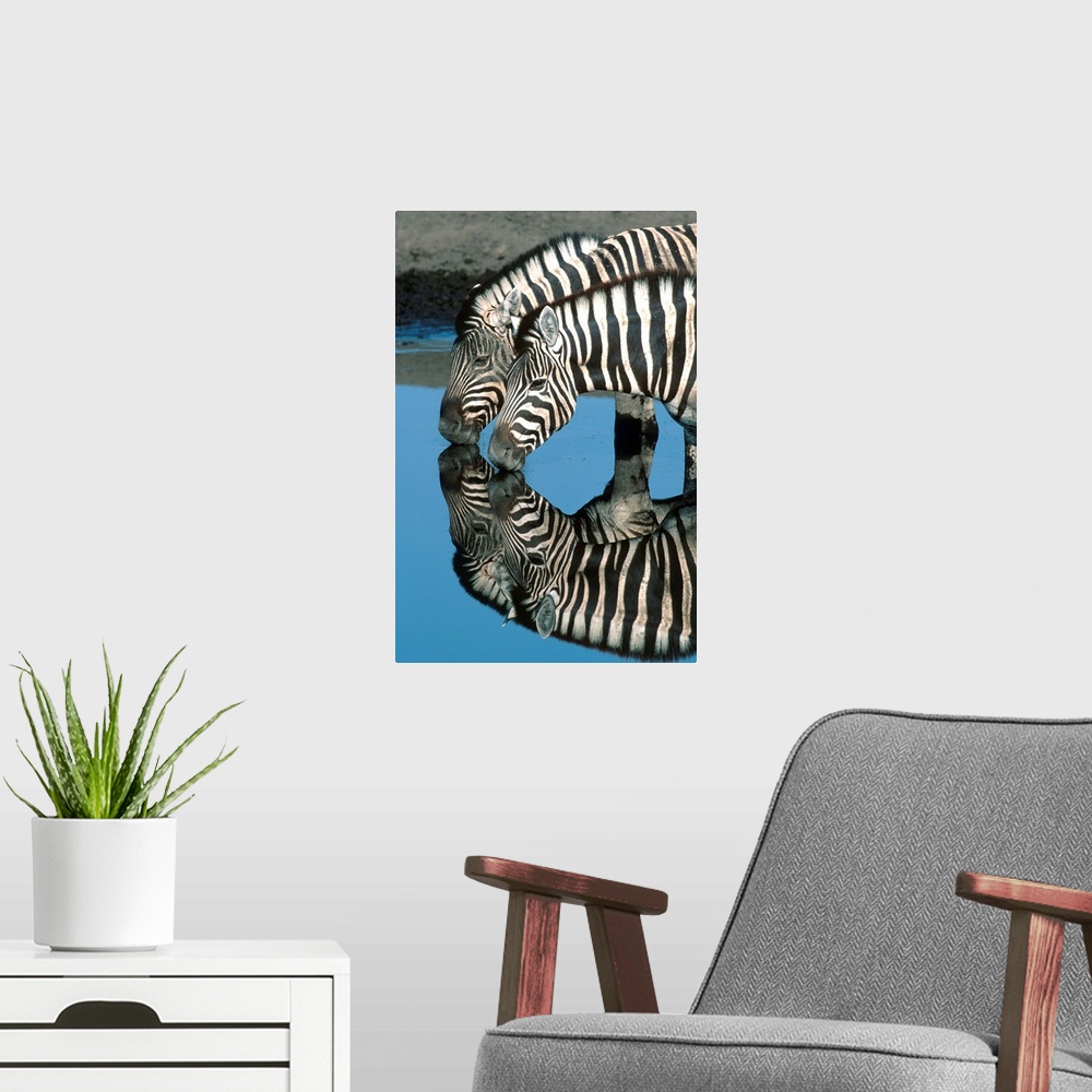 A modern room featuring Zebras Drinking At Water Hole