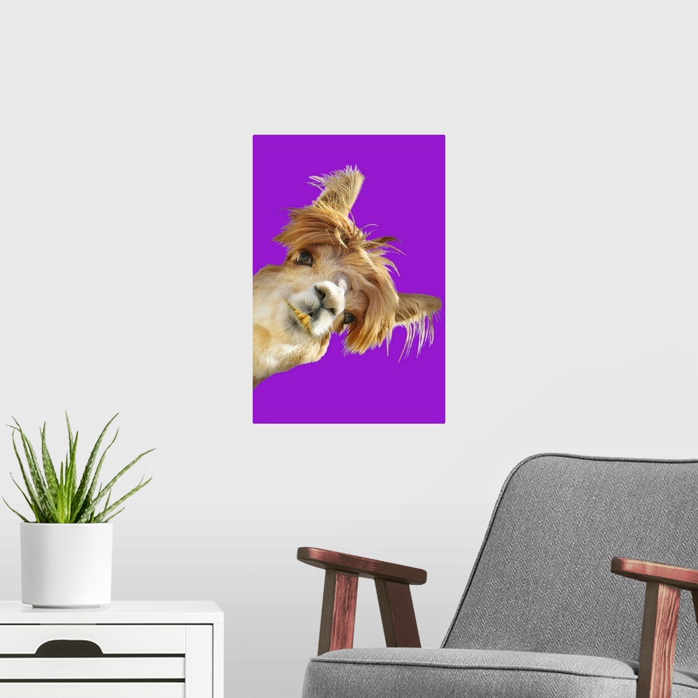 A modern room featuring Alpaca on Purple