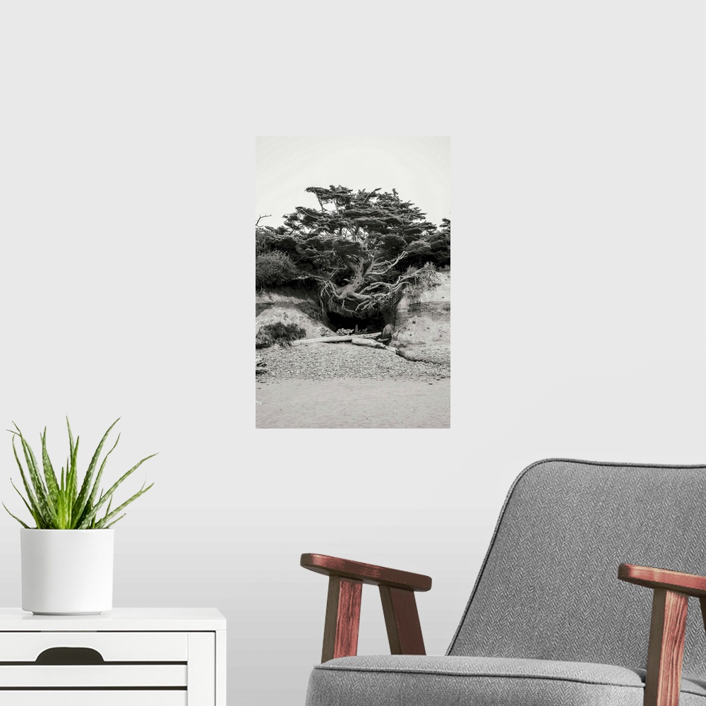 A modern room featuring A black and white photograph of a weathered, rooted tree on the dunes of a beach.