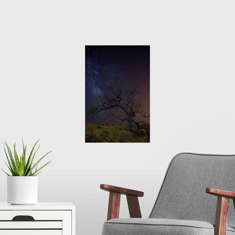 A modern room featuring A tree with bare branches under a starry night sky.