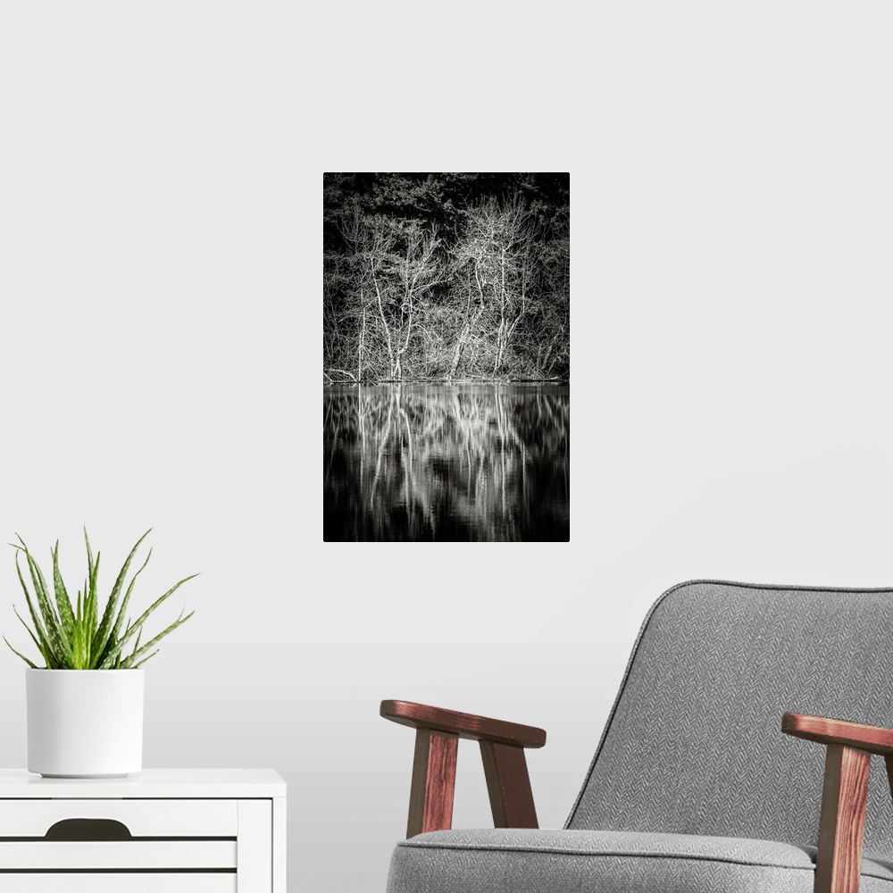 A modern room featuring A black and white photograph of the lowland winter forest near Round Lake at Tiger Mountain State...