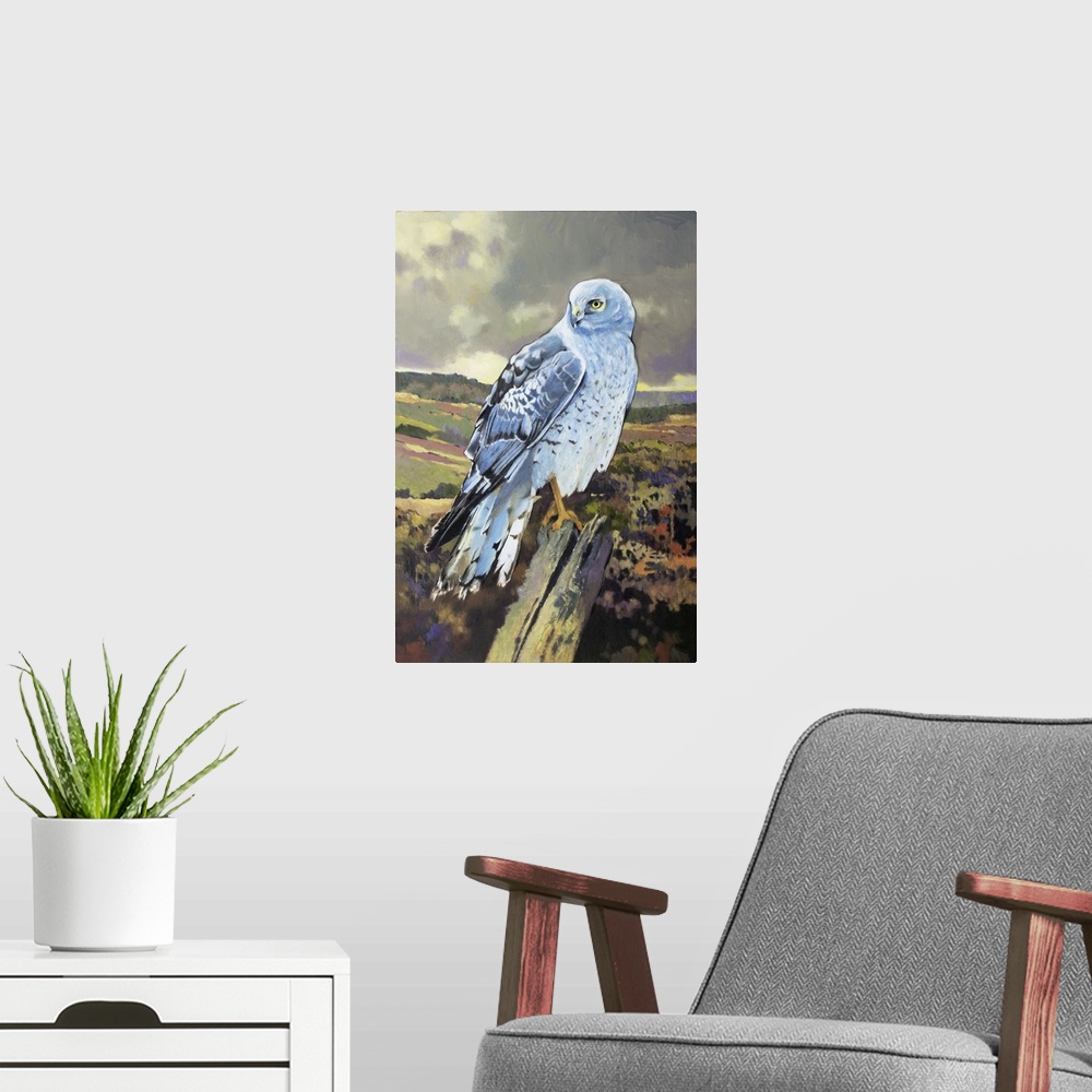 A modern room featuring Northern Harrier Male