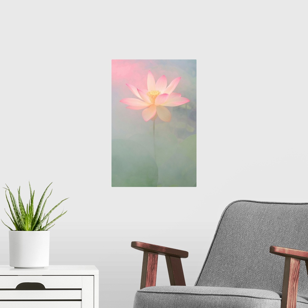 A modern room featuring A soft pastel colored photograph of a white flower with pink tips on the petals.