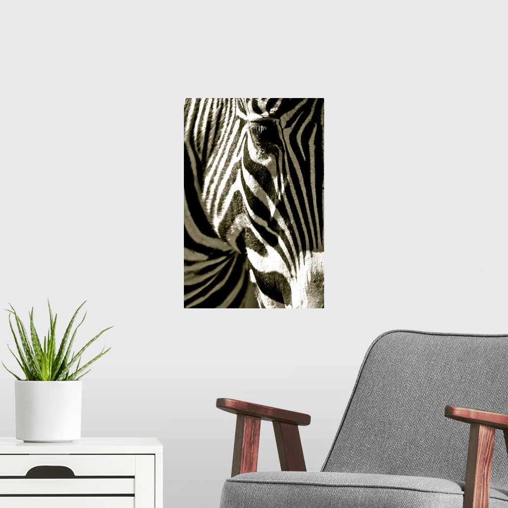 A modern room featuring Black and white photograph of a close-up of a zebra head.