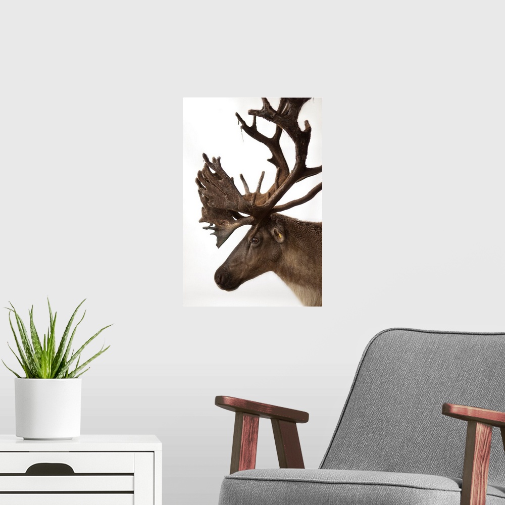 A modern room featuring A federally endangered woodland caribou, Rangifer tarandus caribou.
