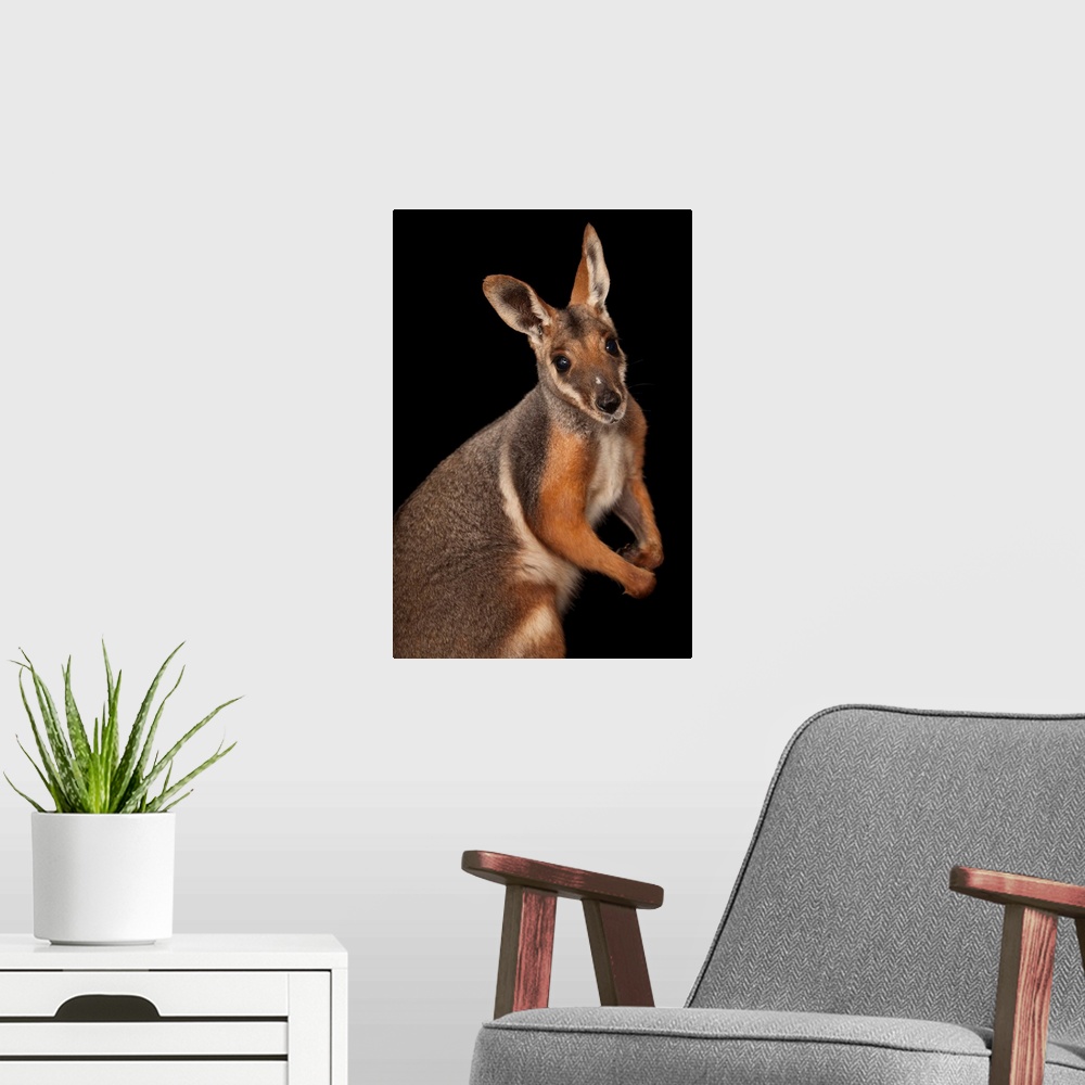 A modern room featuring A federally endangered yellow-footed rock wallaby, Petrogale xanthopus.