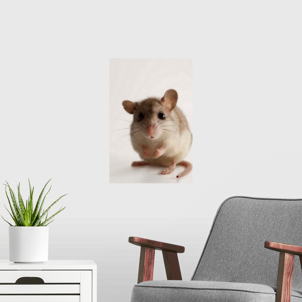 A modern room featuring A female Alabama beach mouse, Peromyscus polionotus ammobates.