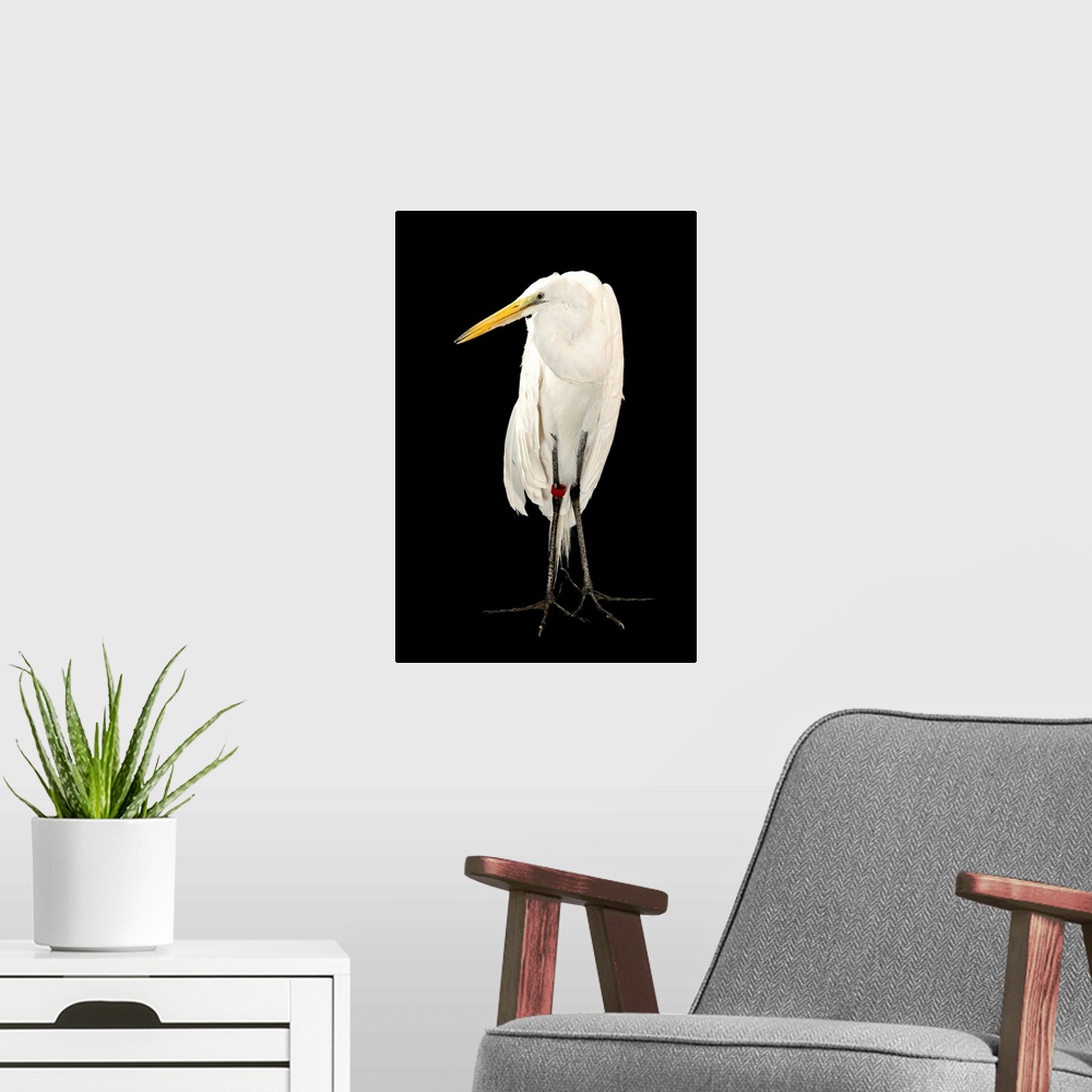 A modern room featuring A great egret, Ardea alba