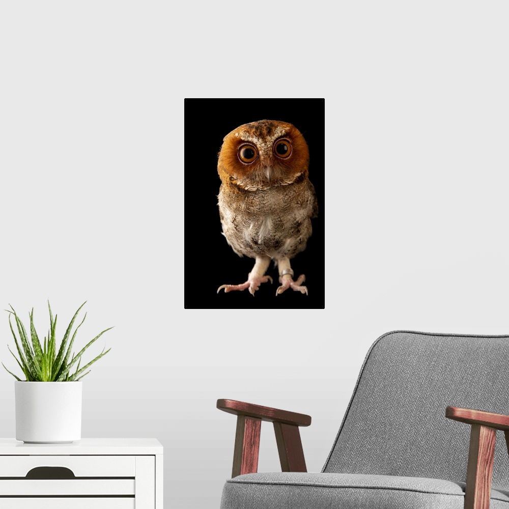 A modern room featuring A Negros scops owl (Otus nigrorum) at Negros Forest Park.