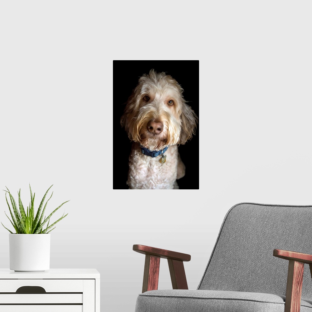 A modern room featuring A portrait of a golden doodle mix breed dog