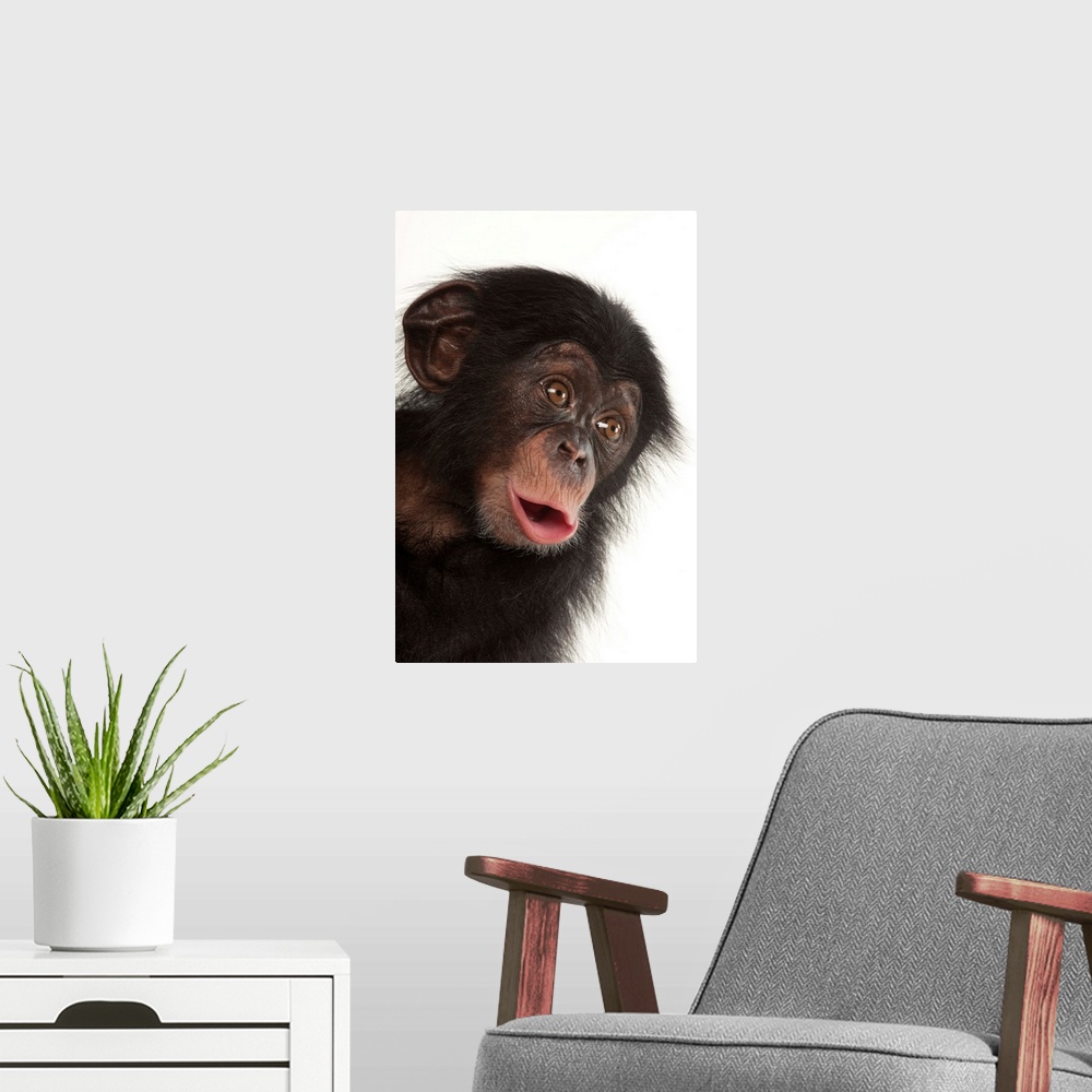 A modern room featuring A three-month-old baby chimpanzee named Ruben at Tampa's Lowry Park Zoo.