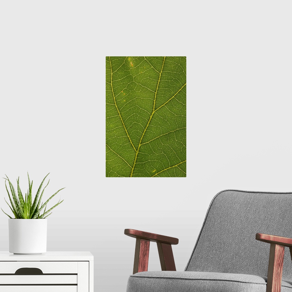 A modern room featuring A white oak leaf