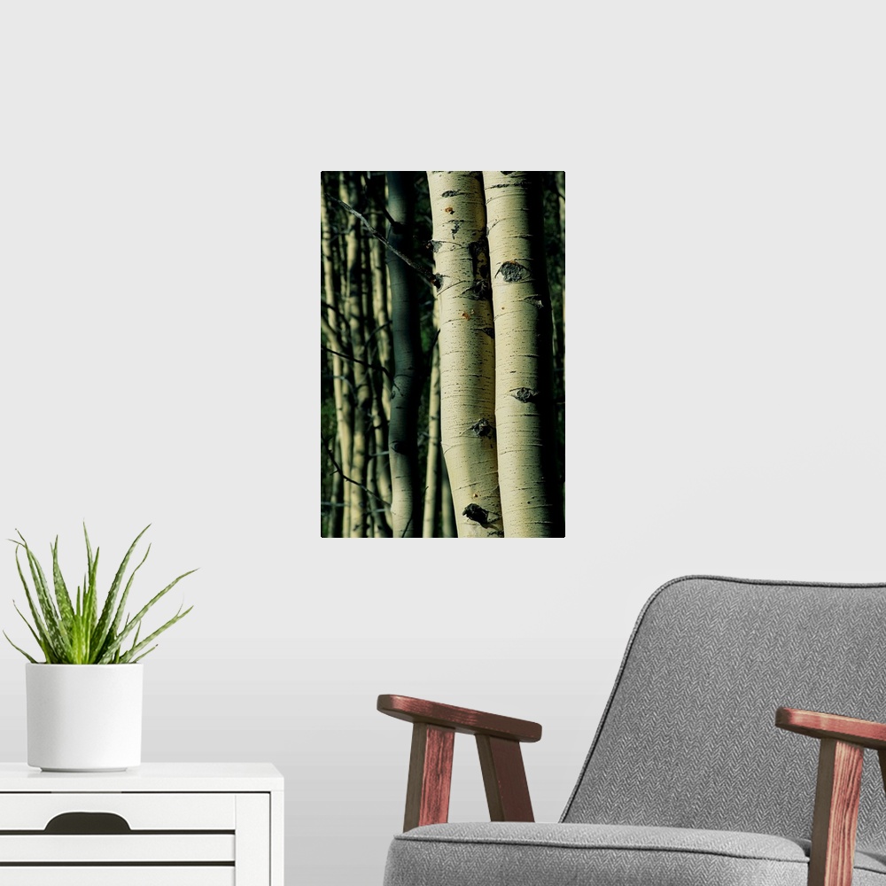 A modern room featuring The trunks of two aspen trees are photographed closely with more trees pictured softly out of foc...