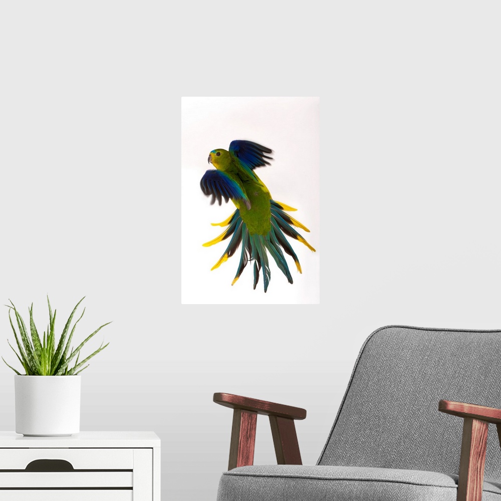 A modern room featuring A critically endangered orange-bellied parrot, Neophema chrysogaster, one of the rarest birds in ...