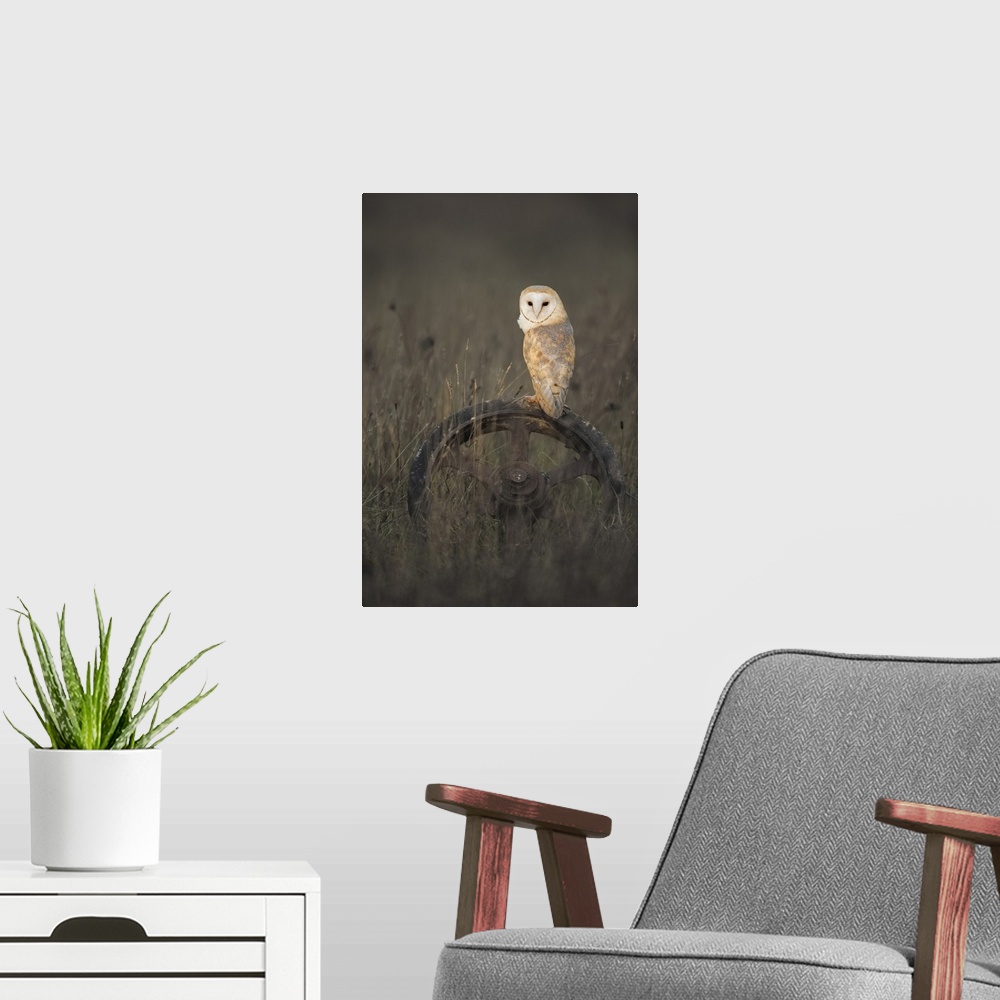 A modern room featuring Barn Owl (Tyto alba), (C), Hampshire, England, UK. Hampshire, Western Europe, England.