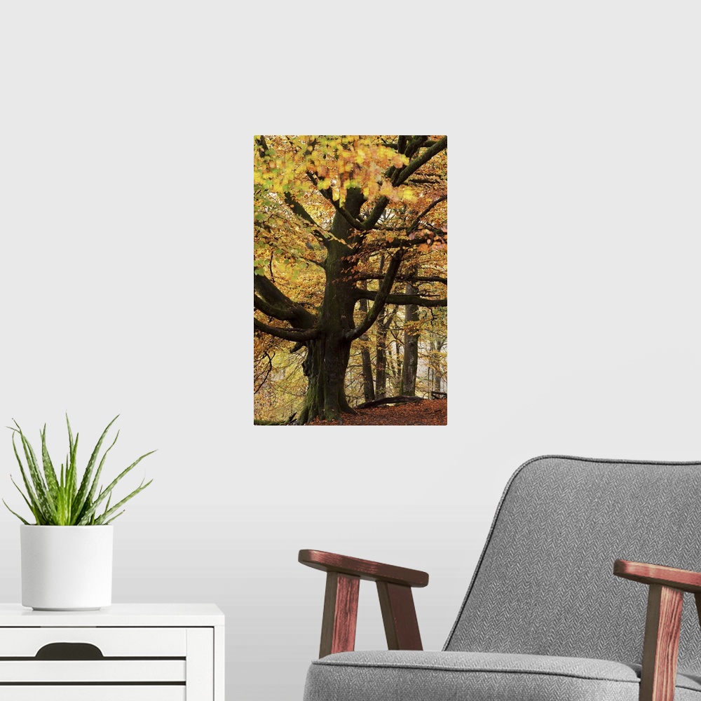 A modern room featuring Beech tree with autumn colours, Lake District, Cumbria, England. Autumn