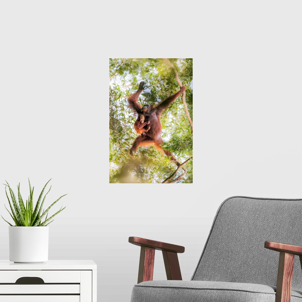A modern room featuring Bornean Orangutan Mother Carrying A Baby On A Tree, Tanjung Puting National Park