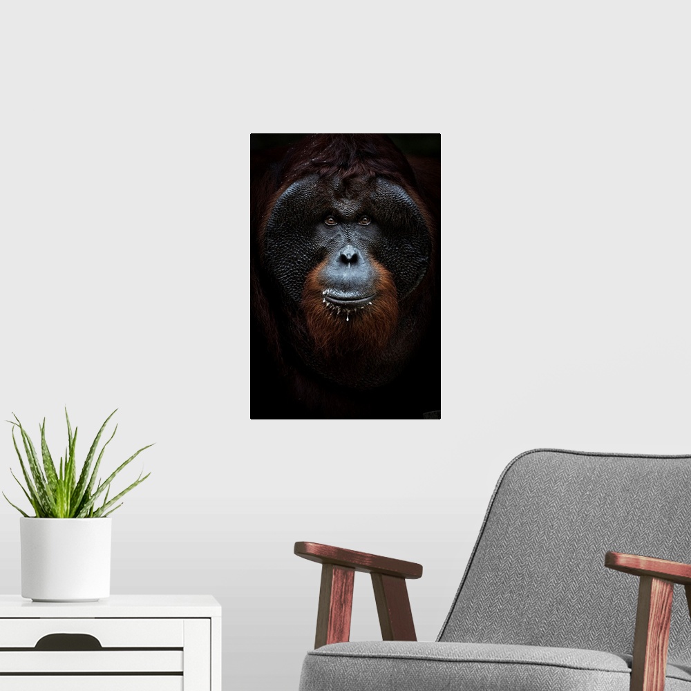 A modern room featuring Bornean Orangutan Portrait, Tanjung Puting National Park