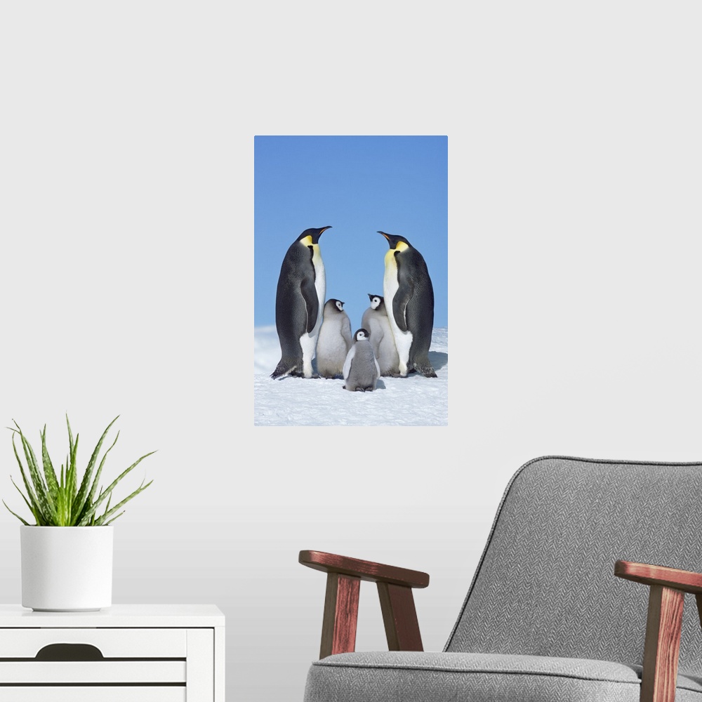 A modern room featuring Emperor penguin parents with chicks. Antarctica, Antarctic Peninsula, Snowhill Island. Antarctica...