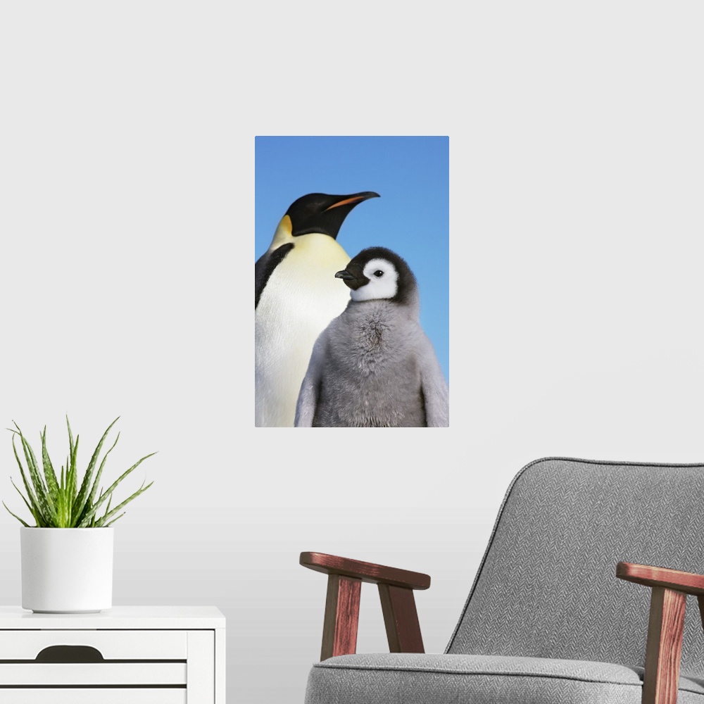 A modern room featuring Emperor penguin with chicks. Antarctica, Antarctic Peninsula, Snowhill Island. Antarctica, Antarc...