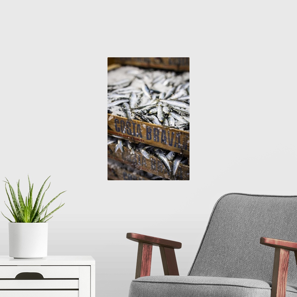 A modern room featuring Europe, Spain, Catalonia, L'Escala, A box of Sardines recently caught.