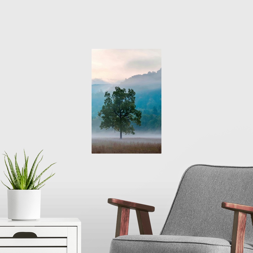 A modern room featuring United States, North Carolina, Haywood County, Waynesville. Foggy morning in Cataloochee Valley, ...