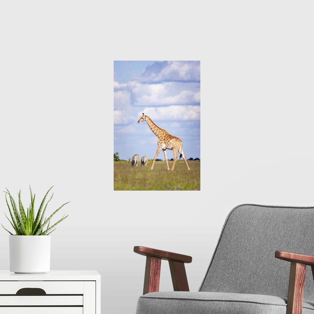 A modern room featuring Giraffe, Nxai Pan National Park, Botswana