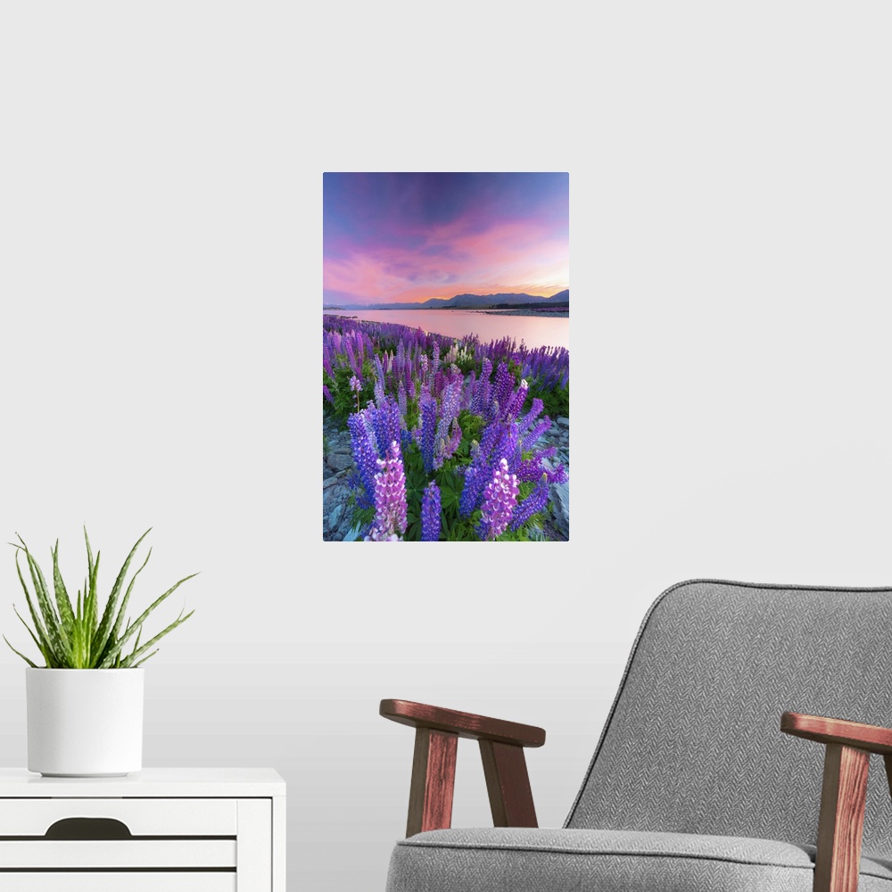A modern room featuring Lupins in bloom by the lake at dawn at Tekapo, New Zealand