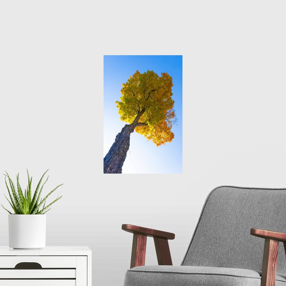A modern room featuring Maple tree, Peacham, Vermont, USA.