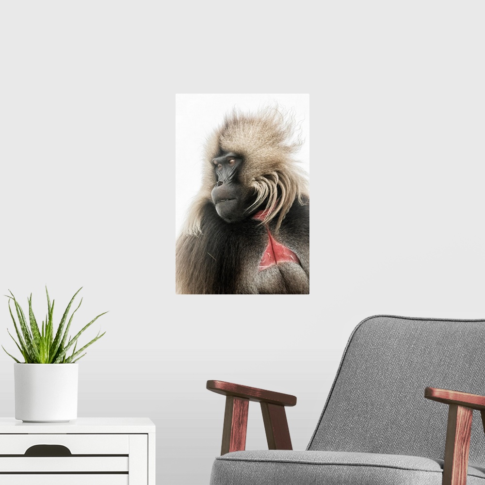 A modern room featuring Portrait Of Gelada Baboon In Simien Mountains National Park, Northern Ethiopia.