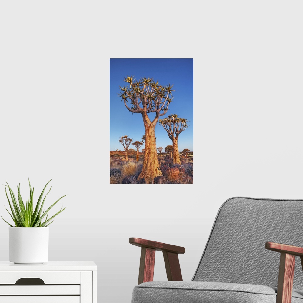 A modern room featuring Quiver tree (Kokerboom). Namibia, Karas, Keetmanshoop, Quivertree Forest. Namib. Africa, Namibia.