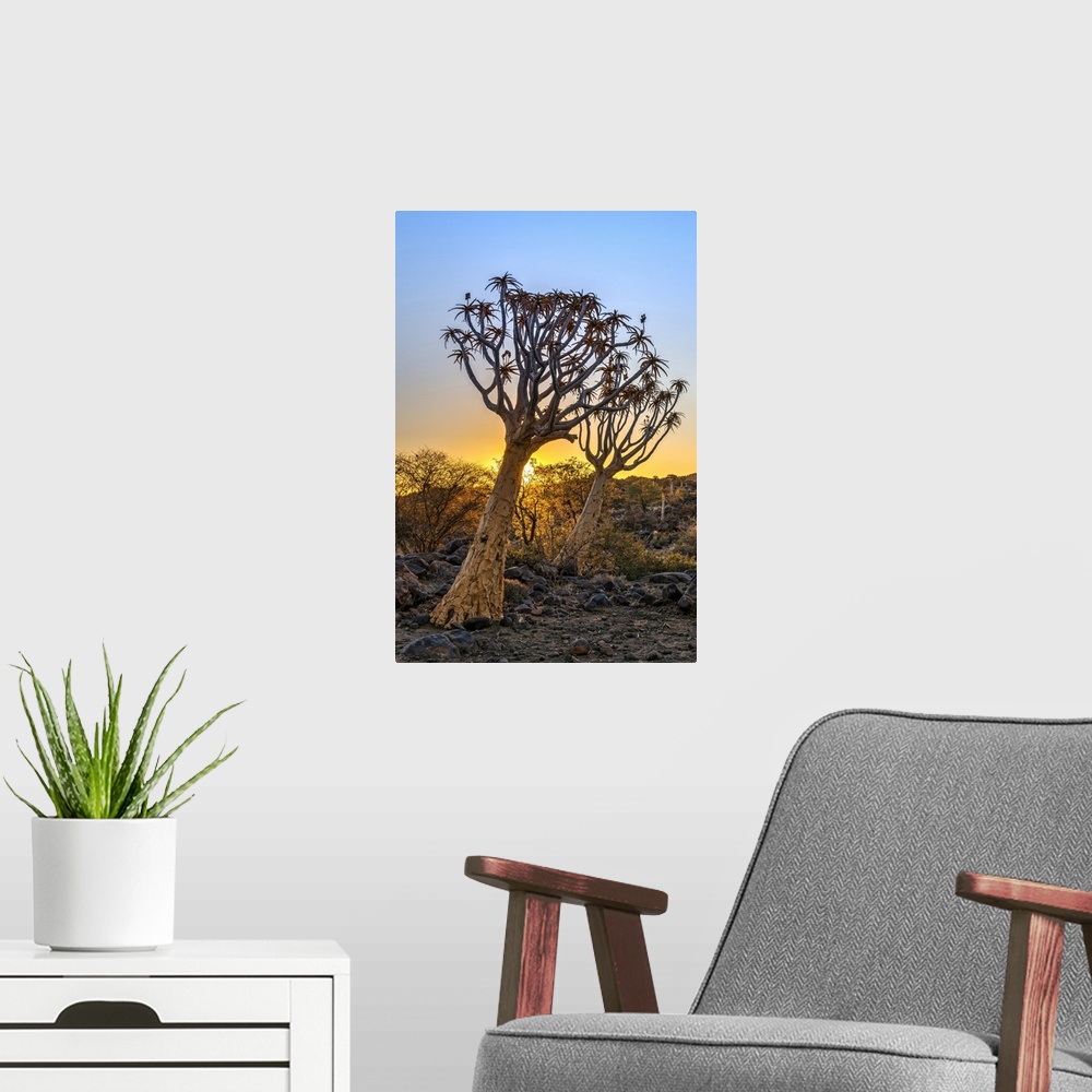 A modern room featuring Quiver Tree or Aloidendron dichotomum, Quiver Tree Forest, Keetmanshoop, Karas, Namibia.