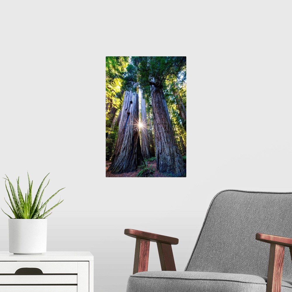 A modern room featuring Sunburst Through Redwood Trees, Jedediah Smith Redwood State Park, California, Usa