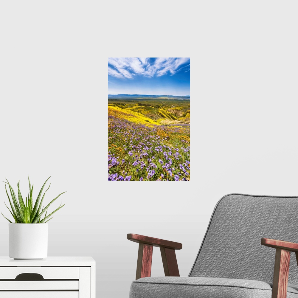 A modern room featuring Super Bloom Of Wildflwowers, Carrizo Plain National Monument, California, USA
