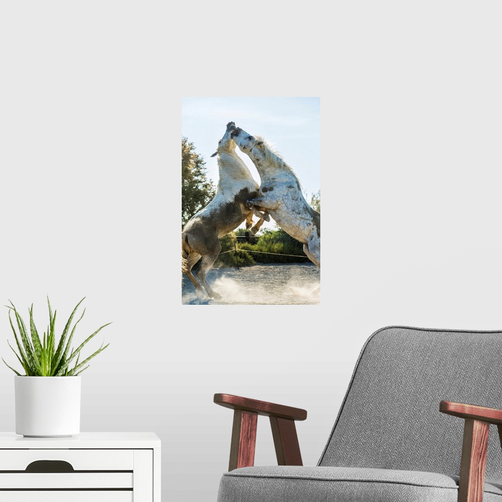 A modern room featuring White horse stallions fighting, The Camargue, France.