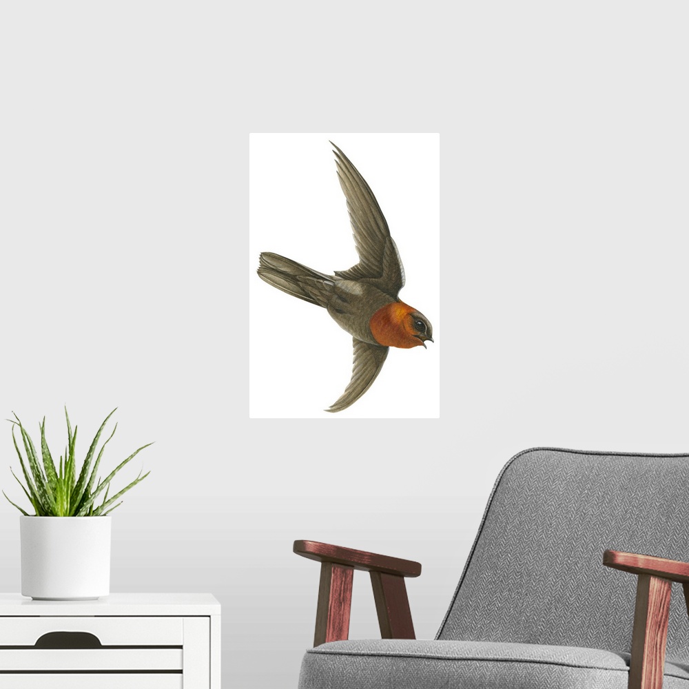 A modern room featuring Educational illustration of the chestnut-collared swift.