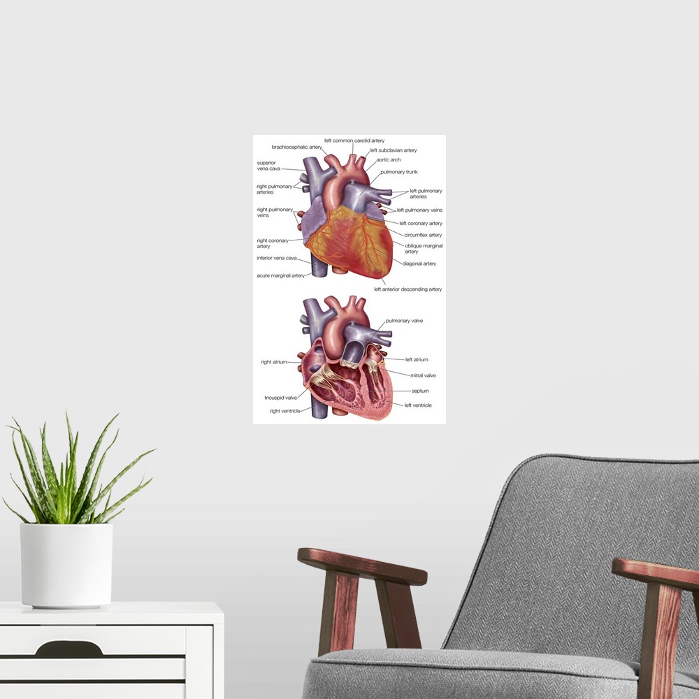 A modern room featuring Cross-section of human heart. cardiovascular system
