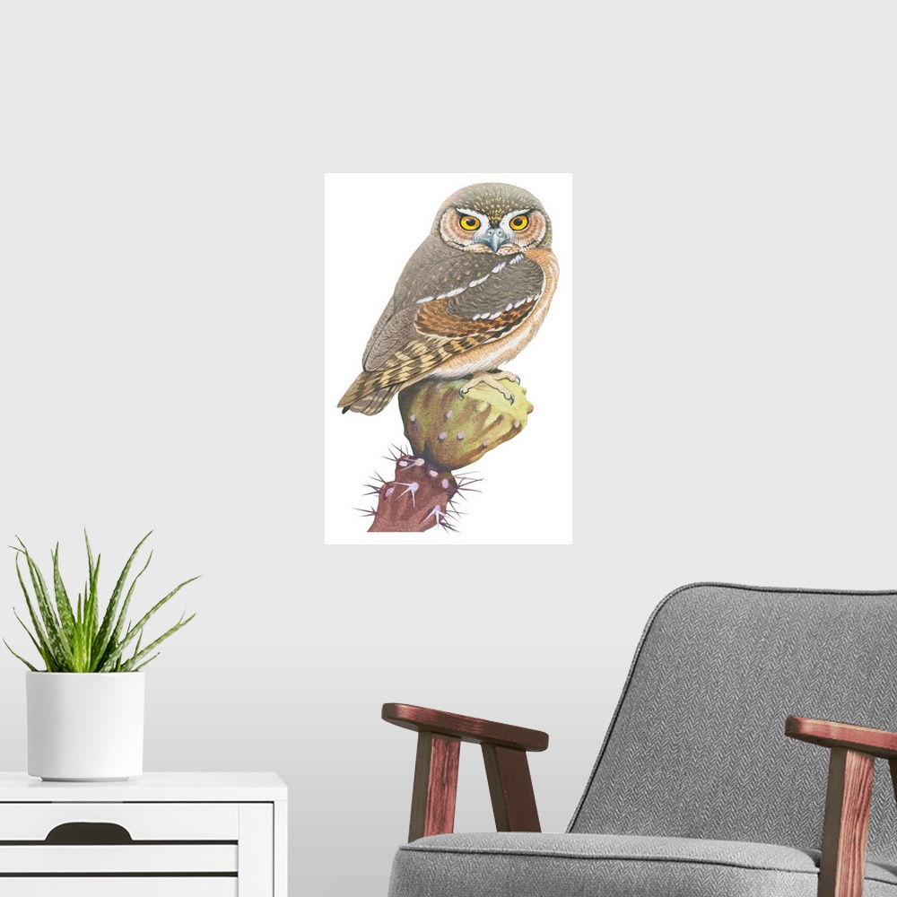 A modern room featuring Educational illustration of the elf owl.