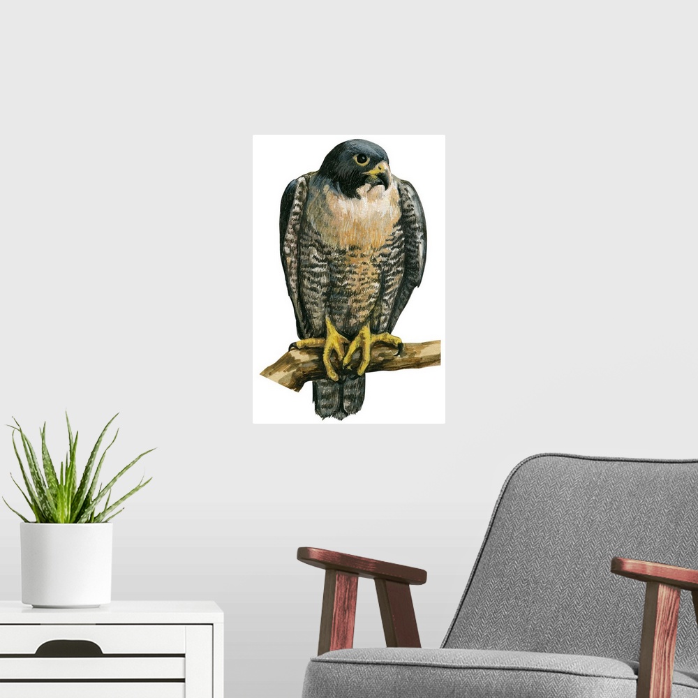 A modern room featuring Educational illustration of the peregrine falcon.
