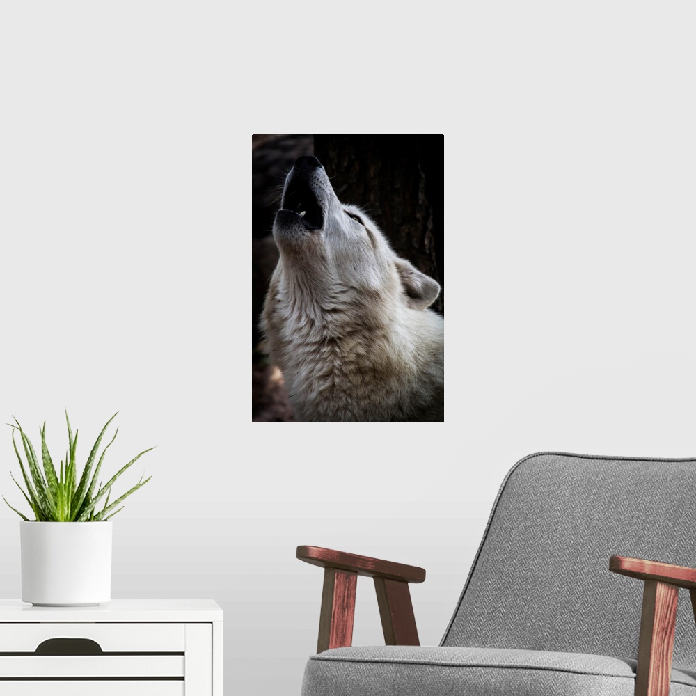 A modern room featuring Wolf Howling