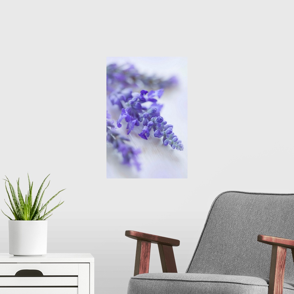 A modern room featuring Lavender Close-up