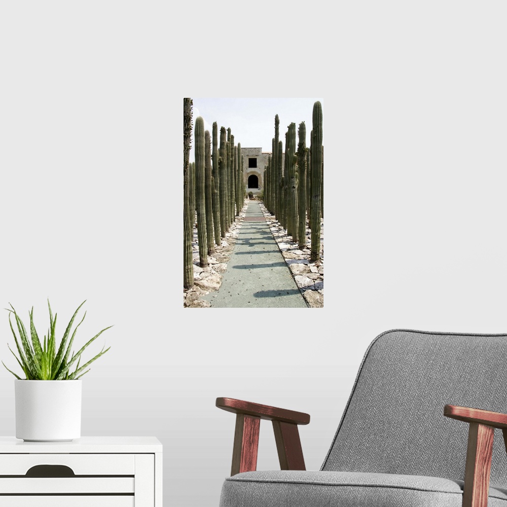 A modern room featuring Mexico, Oaxaca: Jardin Etnobotanico del Centro Cultural Santo Domingo, cactus