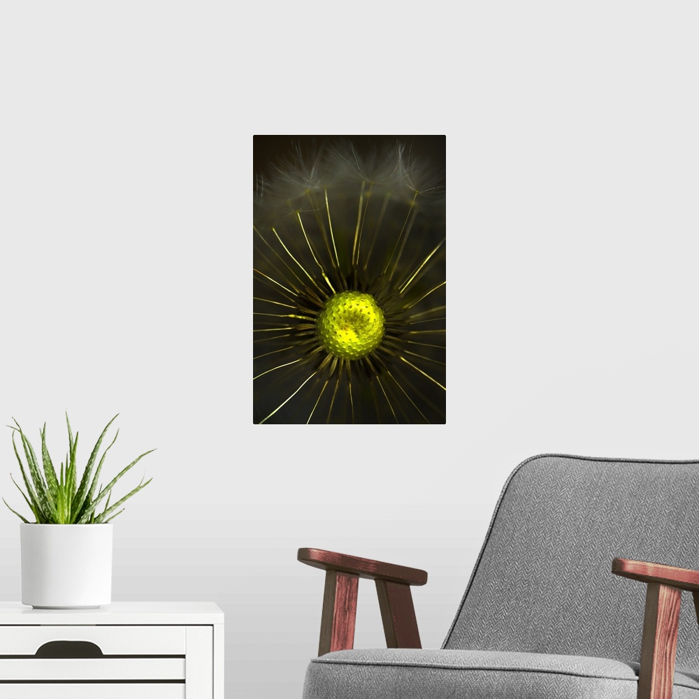 A modern room featuring Abstract Dandelion